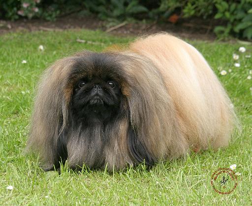 Pekingese 9Y218D-016.JPG